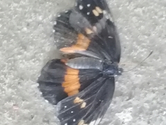 Chlosyne lacinia crocale