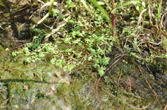 Callitriche cophocarpa