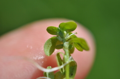 Callitriche cophocarpa