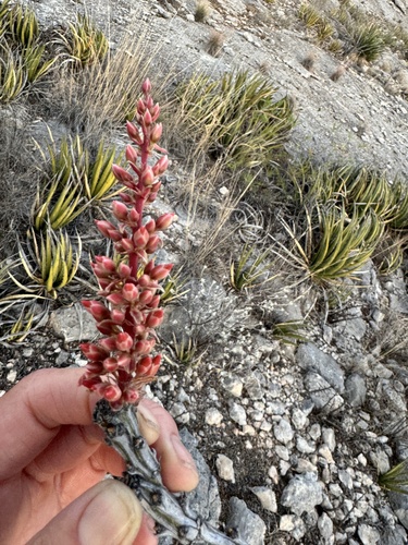 Fouquieria splendens