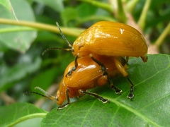 Podontia lutea