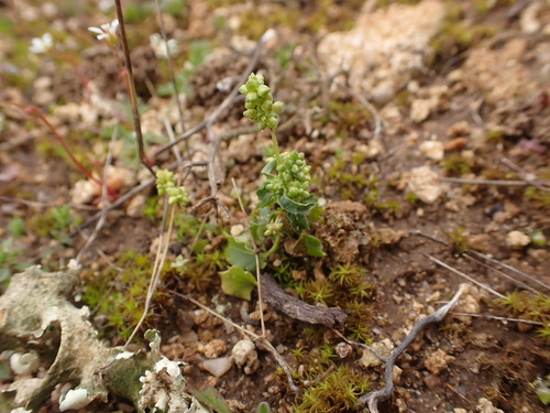 Mercurialis huetii (Mercurialis huetii)
