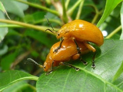 Podontia lutea