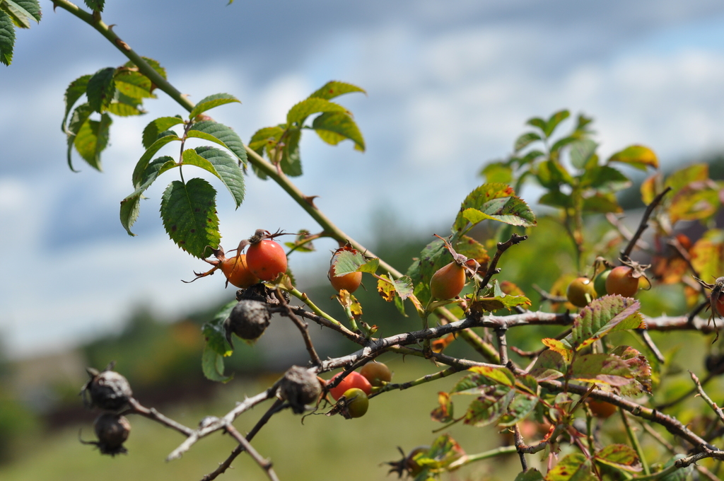 Rosa lupulina