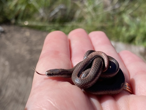 iNaturalist observation photo of Common Sharp-tailed Snake