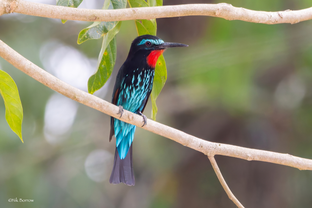 Black Bee-Eater
