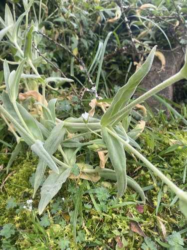 Cerastium mollissimum (Cerastium mollissimum)