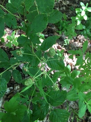 Rubus pubescens