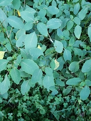 Impatiens pallida