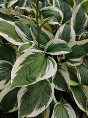 Hosta