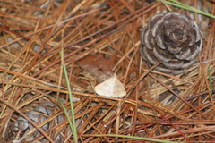 Chytolita morbidalis