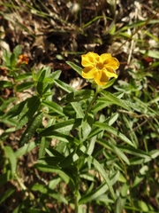 Lithospermum caroliniense