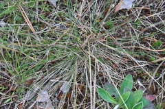 Festuca ovina