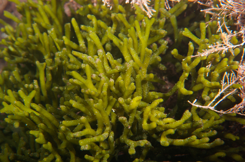Codium gracile observed 2016-02-15