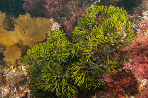 Codium gracile observed 2016-02-08