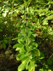 Lespedeza hirta hirta
