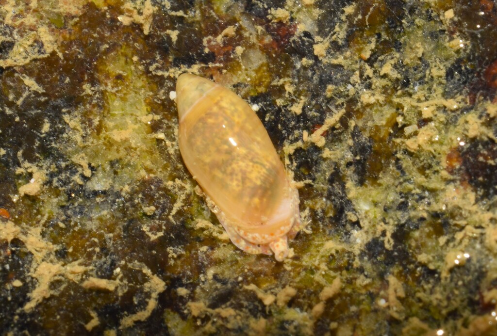 Volvarina aurantia