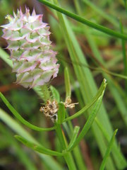 Polygala cruciata