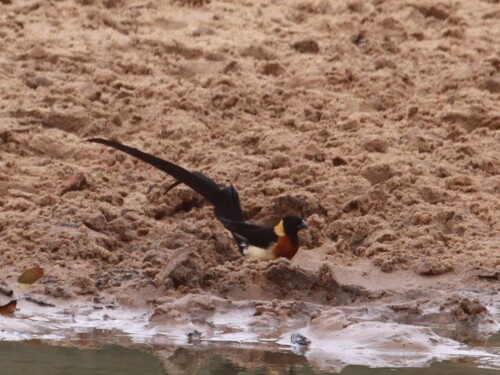 Long-tailed Paradise Whydah (Vidua paradisaea), photo 10