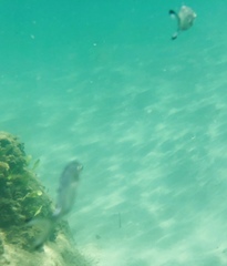 Trachinotus ovatus