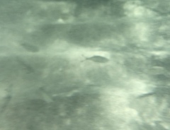 Trachinotus ovatus