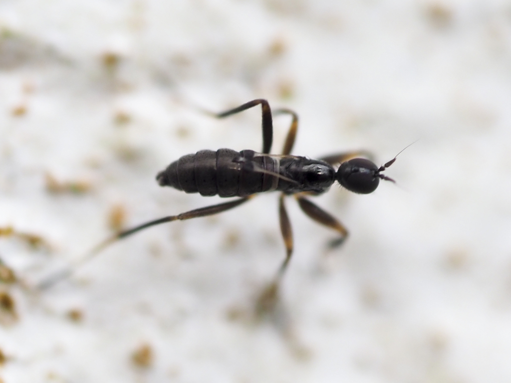 Tachydromia lusitanica