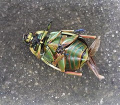 Chrysina macropus