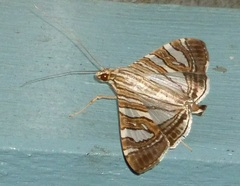 Glyphodes stolalis