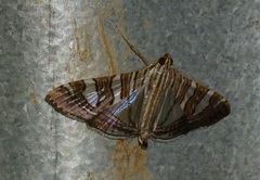 Glyphodes stolalis