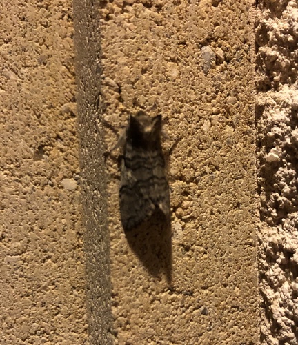 Achlya flavicornis