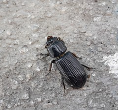 Odontotaenius