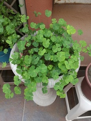 Marsilea macropoda