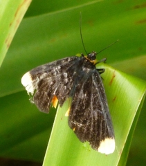 Ophthalmis lincea