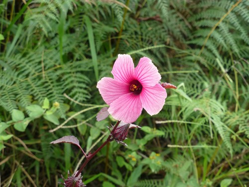 African Rosemallow (Hibiscus acetosella)