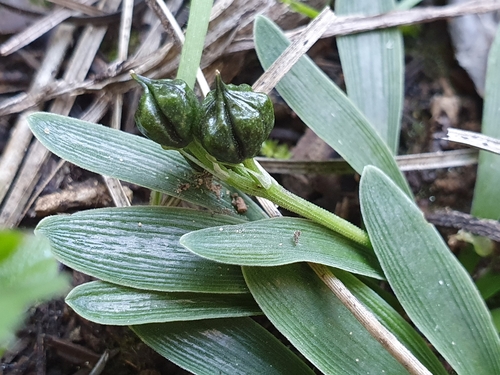 Hyacinthoides lingulata, photograph 4