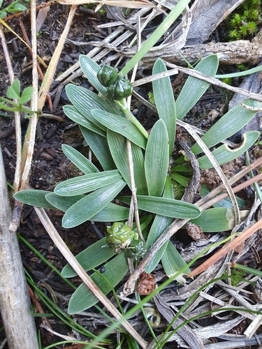 Hyacinthoides lingulata, photograph 5
