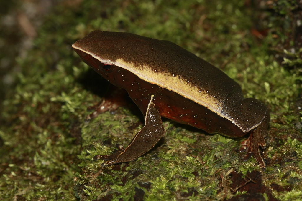 Otophryne robusta