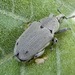 Datura Weevil - Photo (c) dlbowls, some rights reserved (CC BY-NC), uploaded by dlbowls
