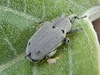 Datura Weevil - Photo (c) dlbowls, some rights reserved (CC BY-NC), uploaded by dlbowls