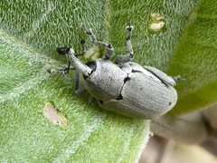 Trichobaris compacta