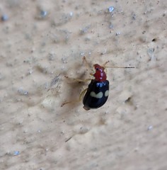 Gynandrobrotica lepida