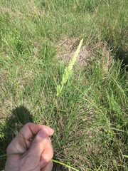 Sphenopholis obtusata