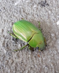 Chrysina costata