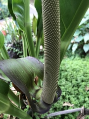 Anthurium cubense