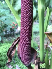 Anthurium cubense
