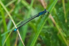 Ischnura elegans