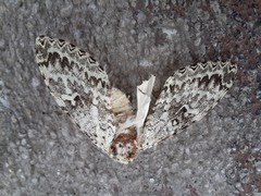 Lichnoptera