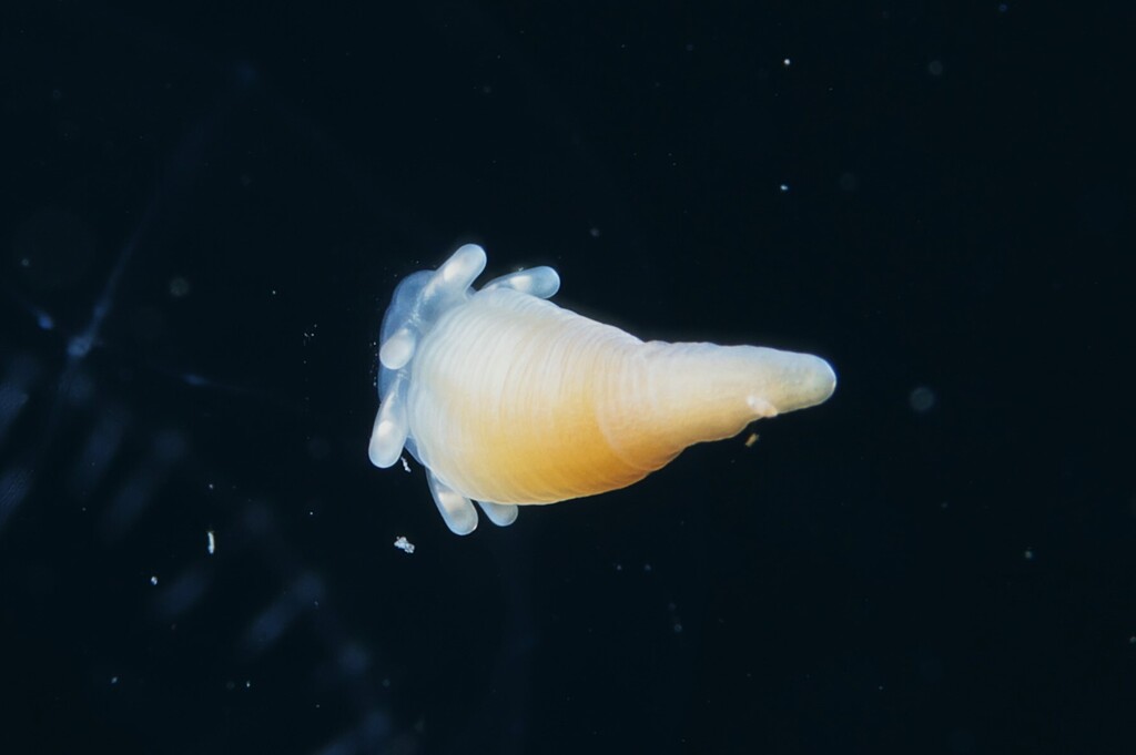 Medusa anemone