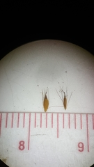 Rhynchospora inexpansa