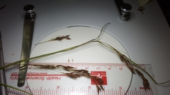 Rhynchospora inexpansa